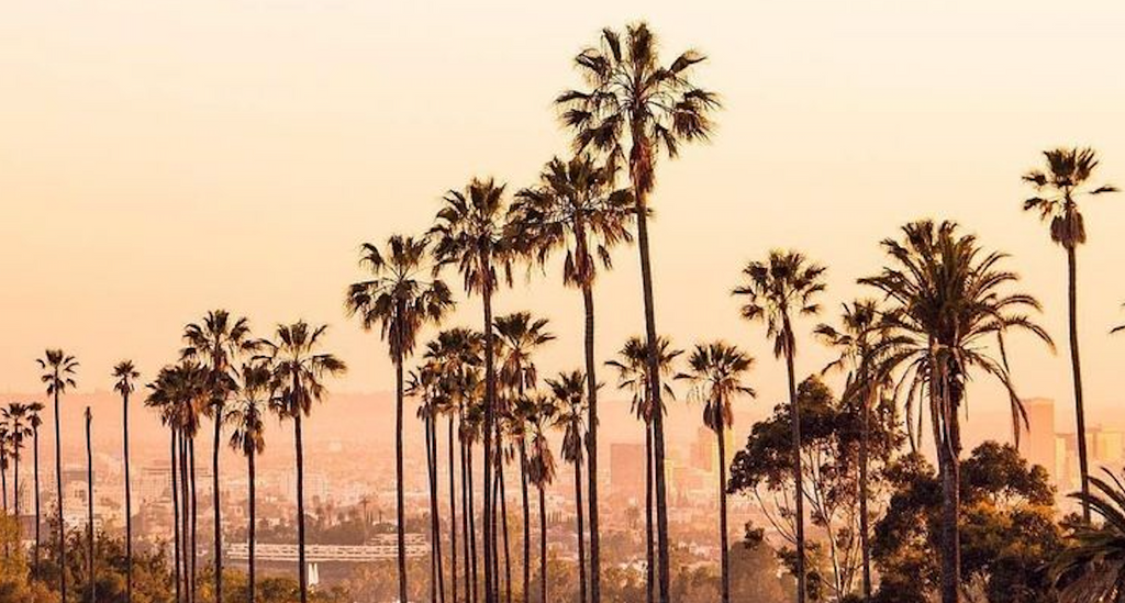 Palm Trees: A California Story, Design Inspiration, and a Tribute to Resilience