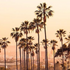 Palm Trees: A California Story, Design Inspiration, and a Tribute to Resilience